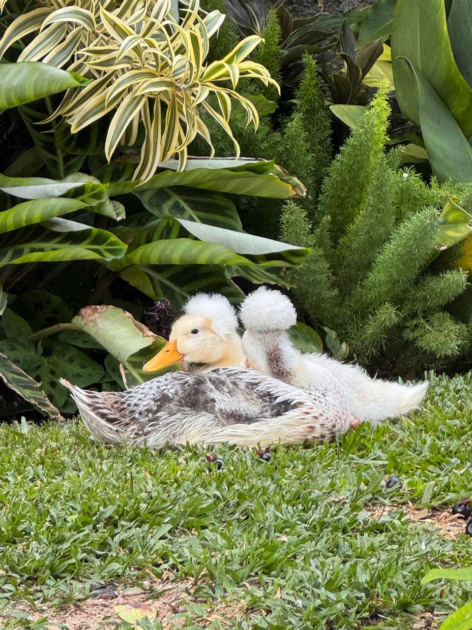 Marreco de Pompom  - Foto 3