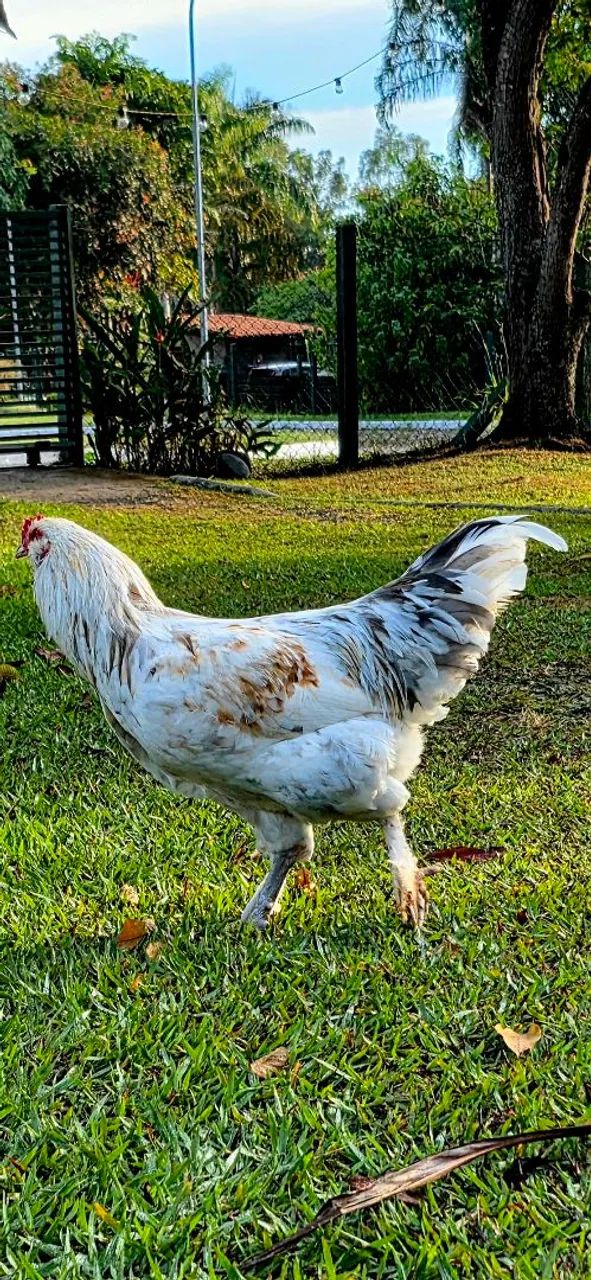 Galo da genetica de ovos verdes. - Foto 2