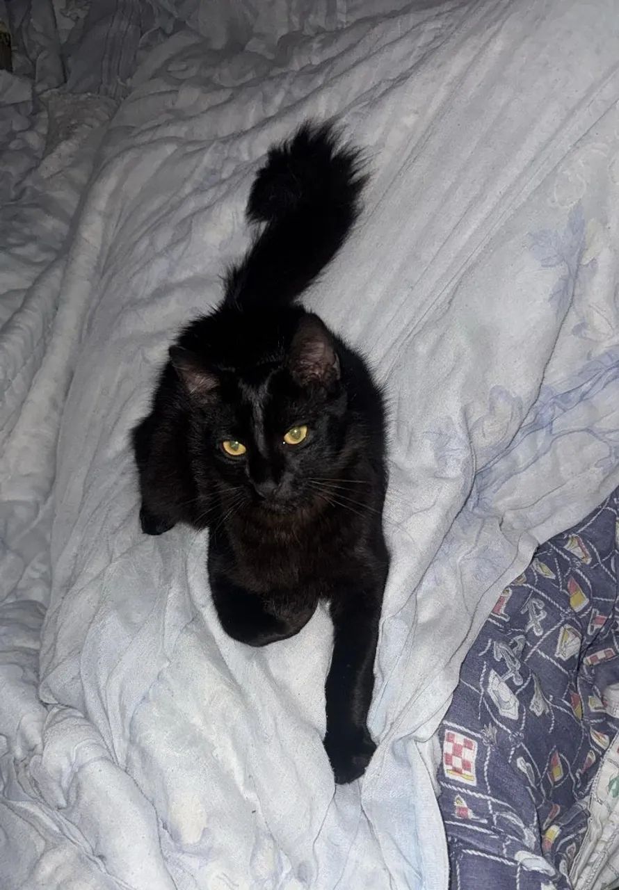 ? Doação de Gatinhos! ? - Foto 3