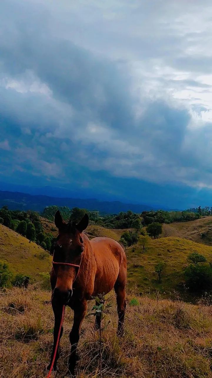 Cavalo quarto de milha  - Foto 4