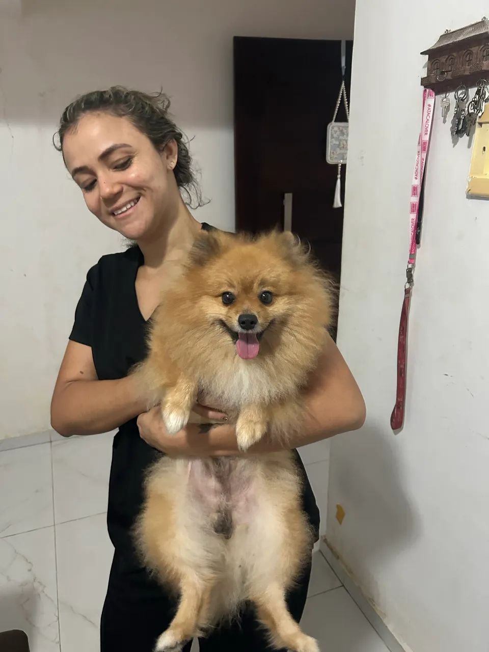 Cachorro spitz
