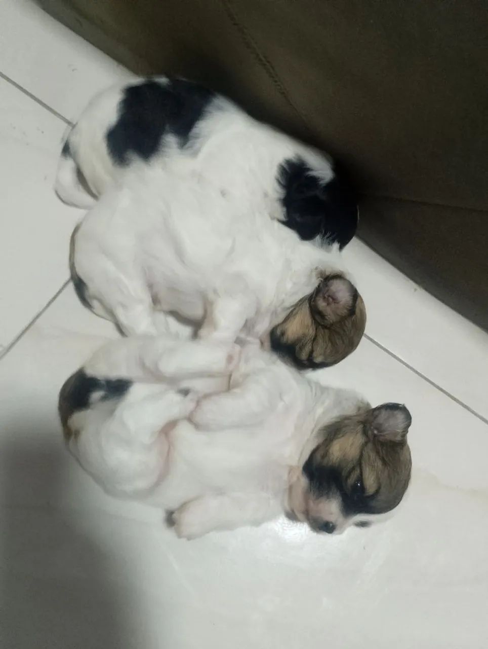 Cachorro shih Tzu - Foto 5