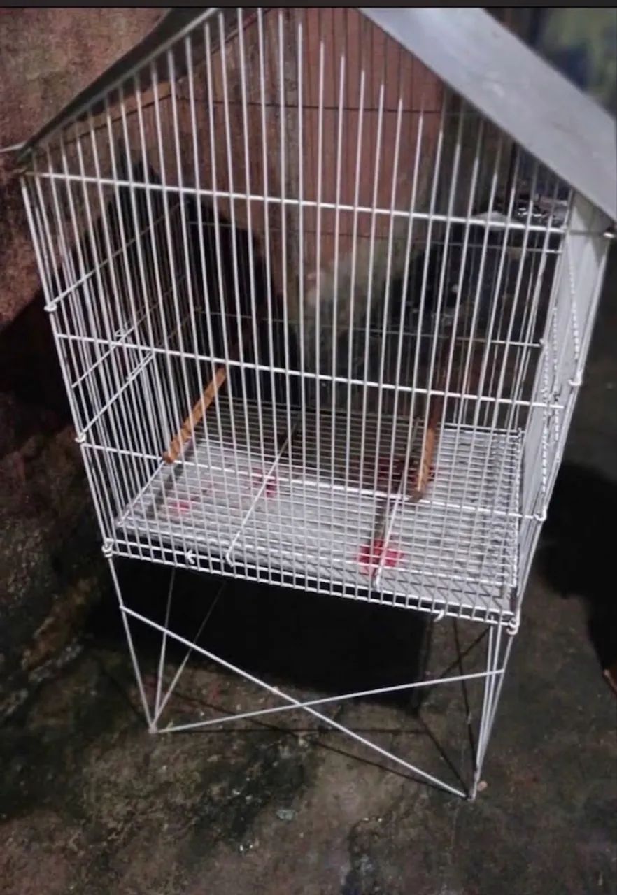 Gaiola 