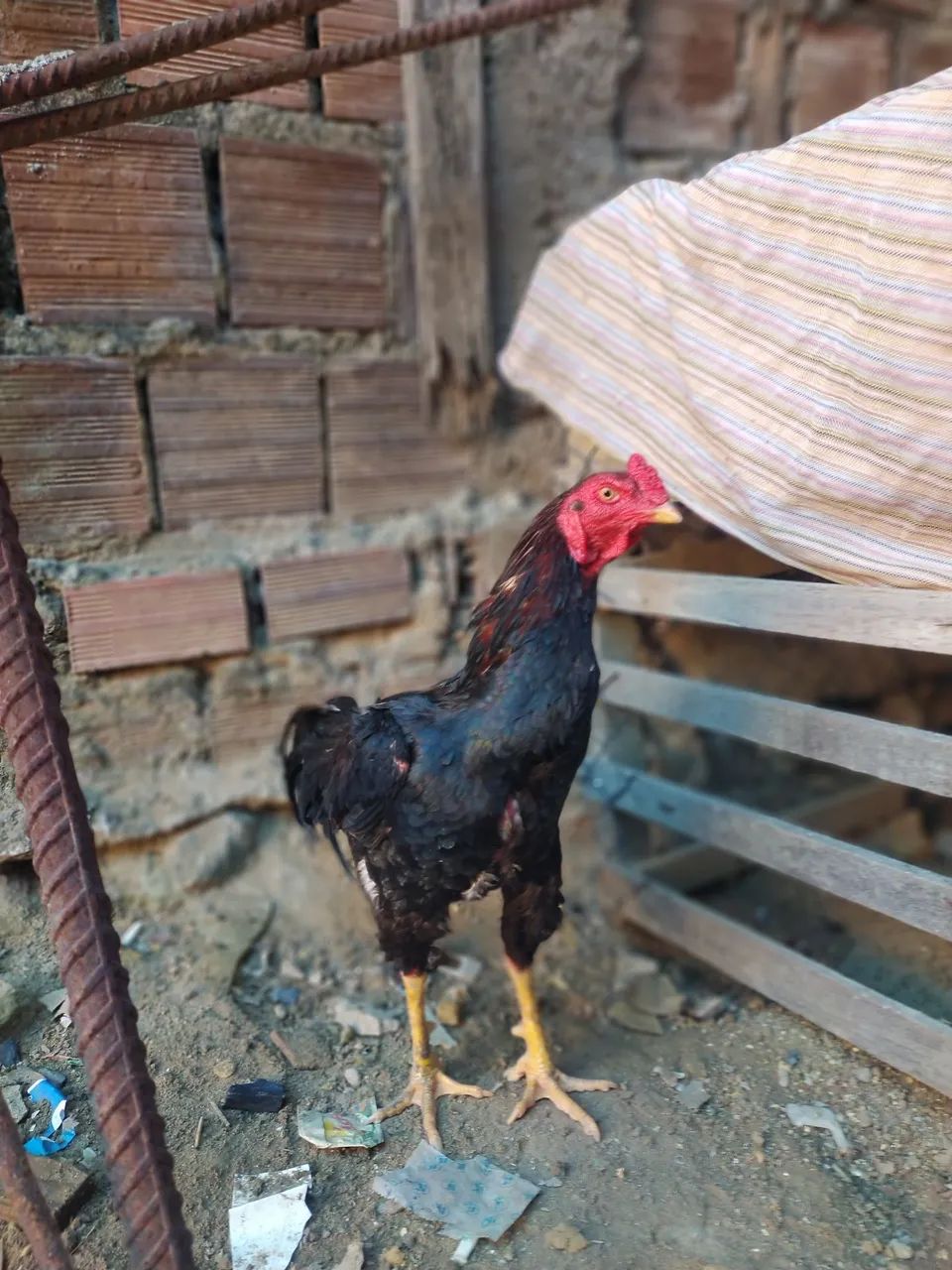 Vendo Galos de raça  - Foto 2