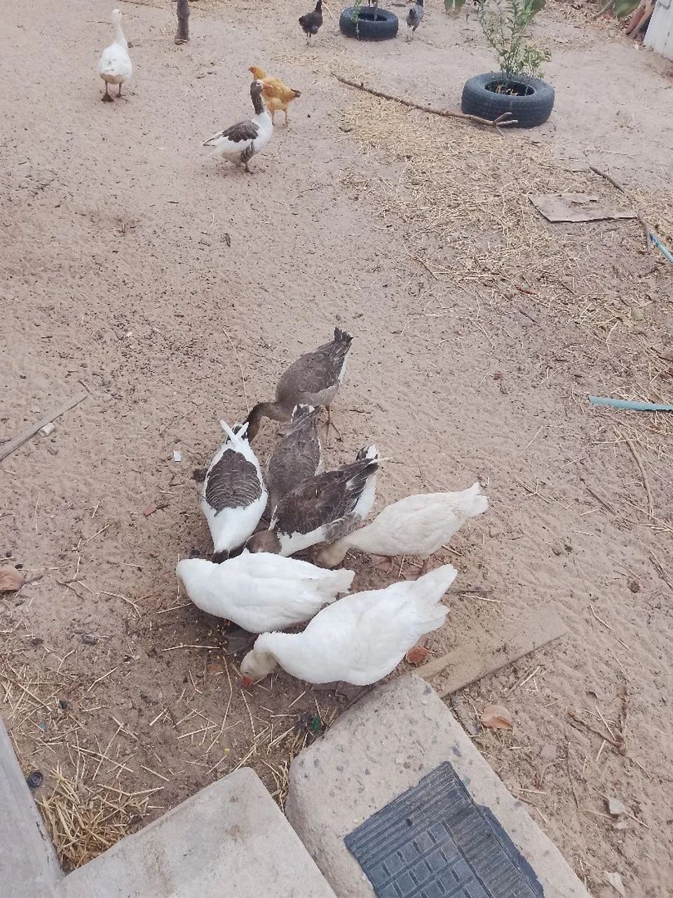 Vendo gansos  - Foto 2