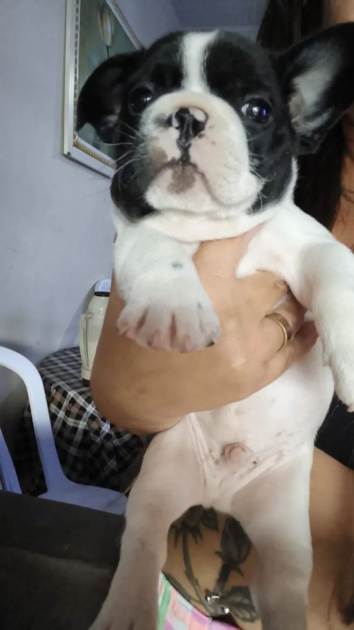 Cachorros  - Foto 2