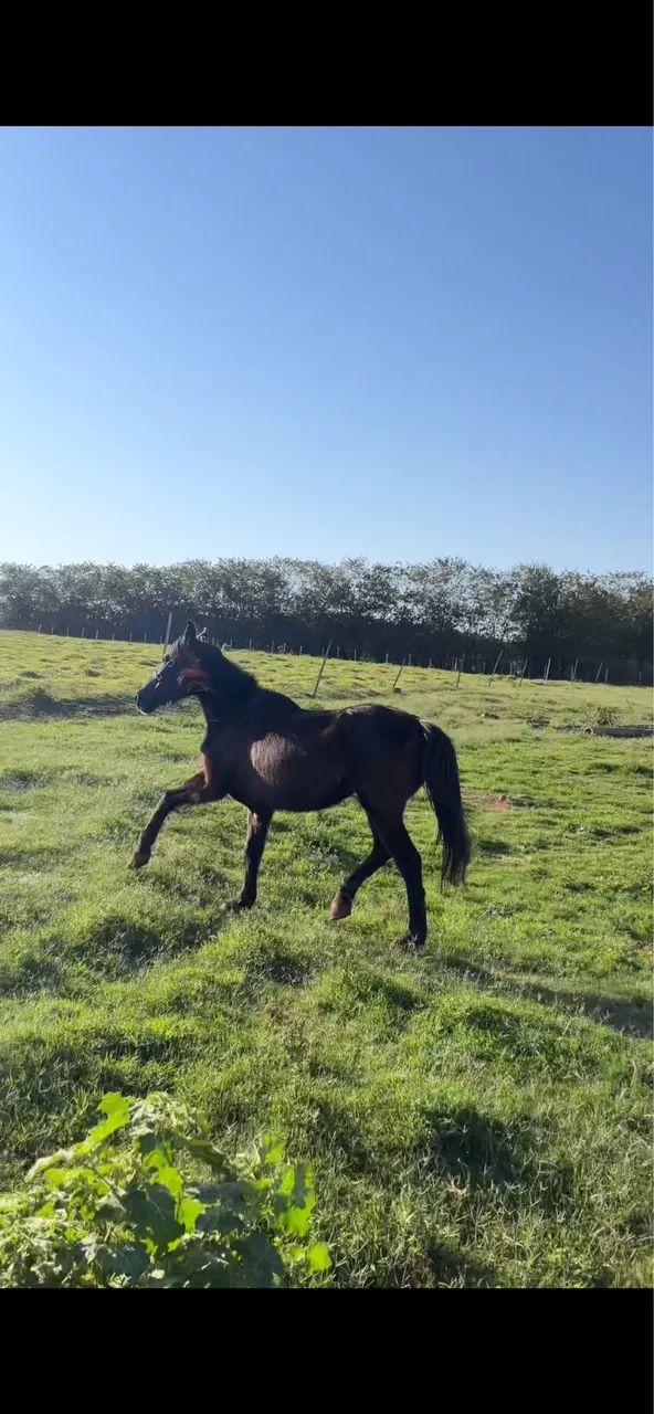 Cavalo  - Foto 3