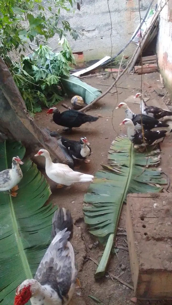 Patos e patas
