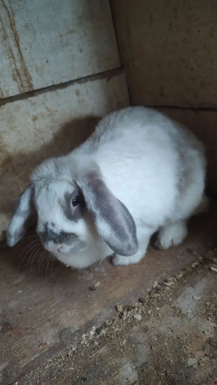 Doa se fêmea de Mini Lop - Foto 2