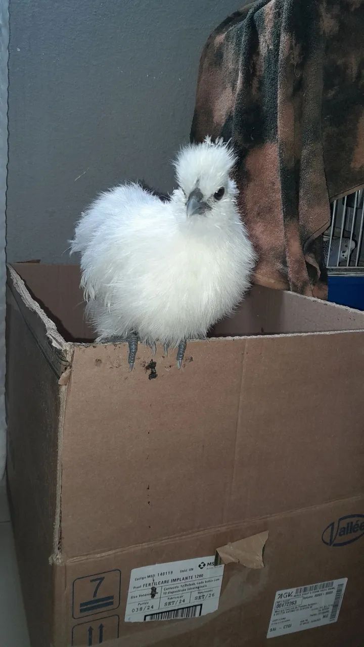 Frango sedoso do Japão  - Foto 2