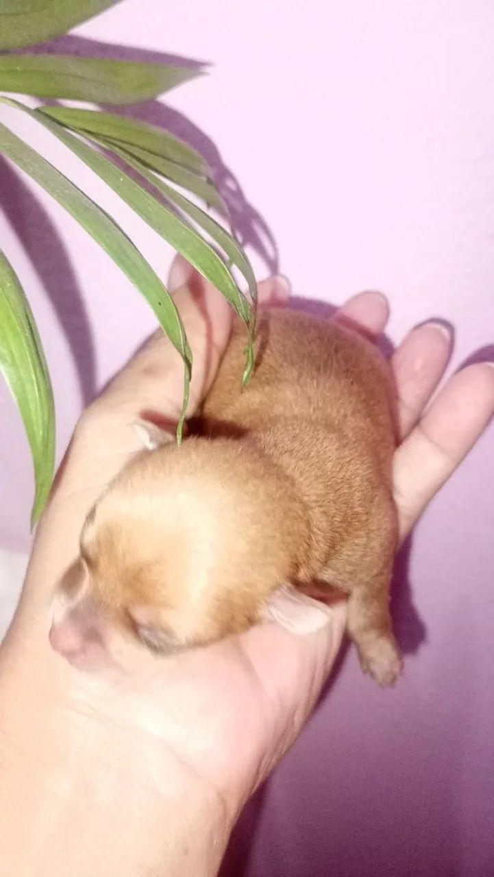 Vende se pinscher  - Foto 4