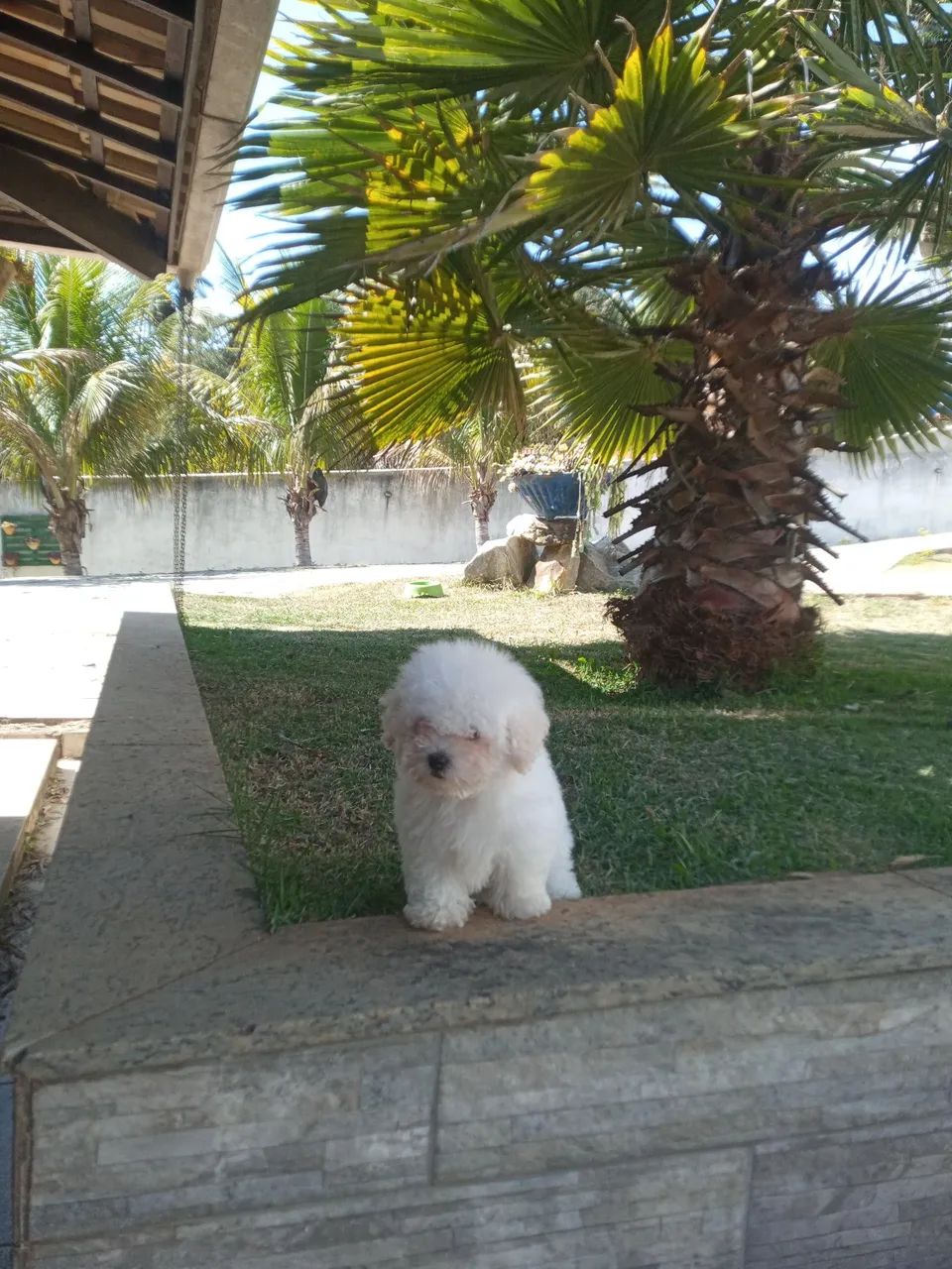 Poodle toy miniatura  - Foto 4