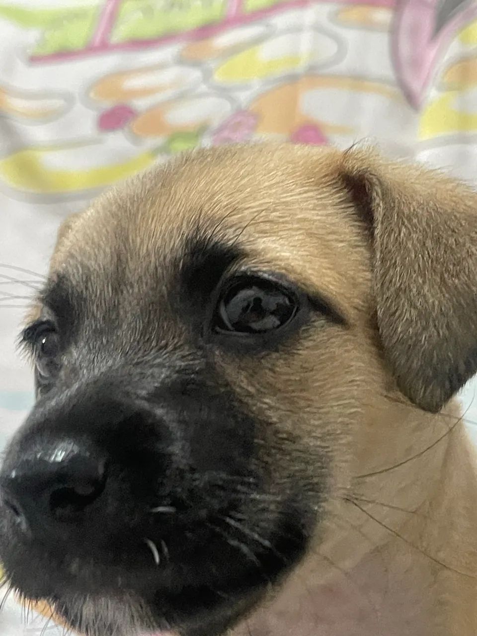 Doação de filhote  - Foto 3