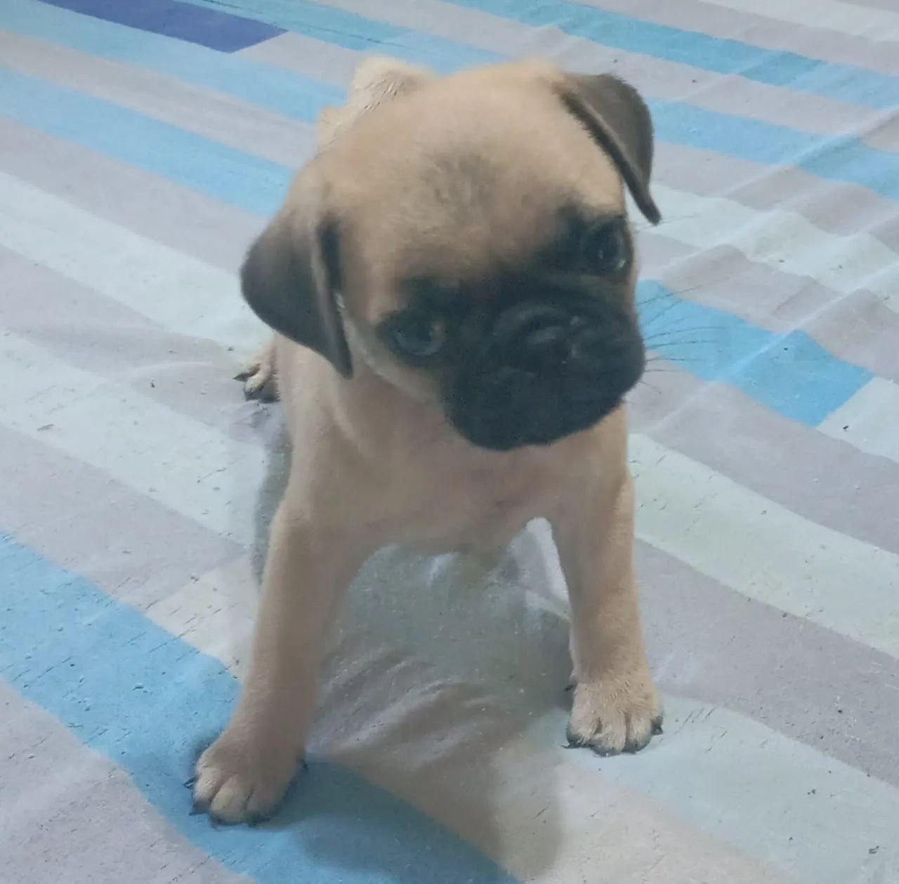 Presente para o dia das mães bebês de pug ac cartão parcelo e entrego  - Foto 2