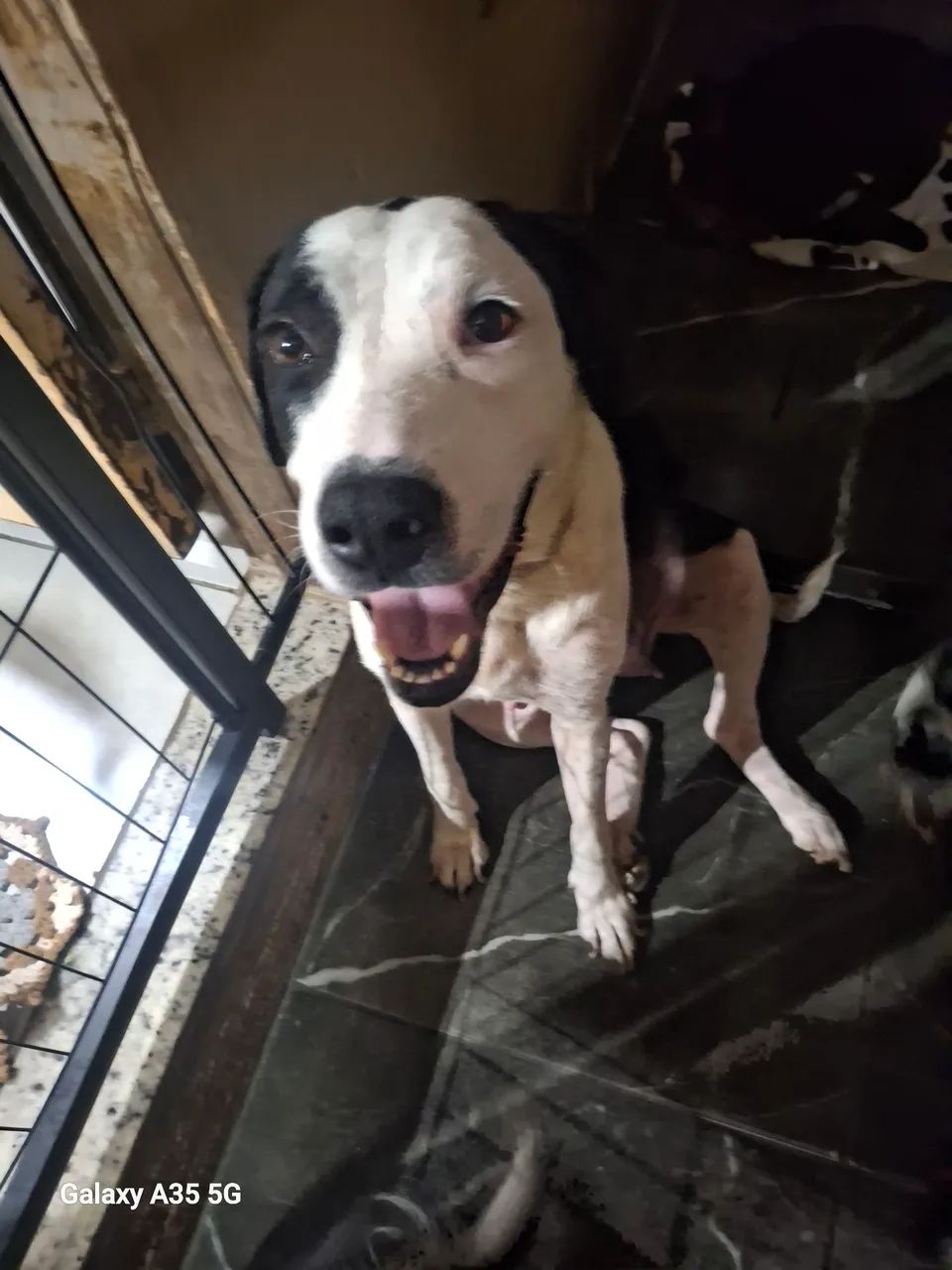 Cachorra  - Foto 2