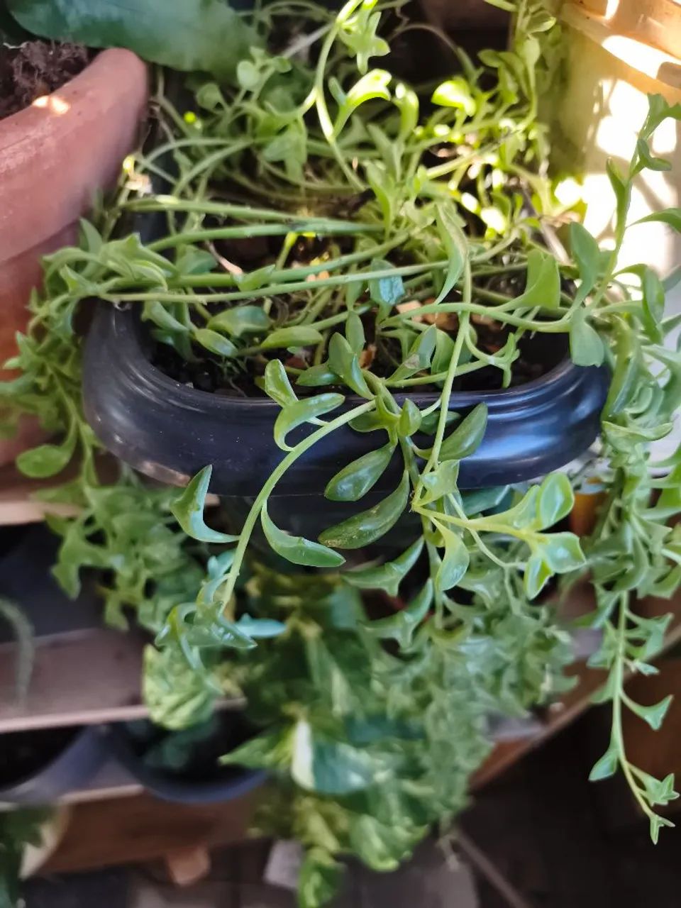 Suculenta golfinho