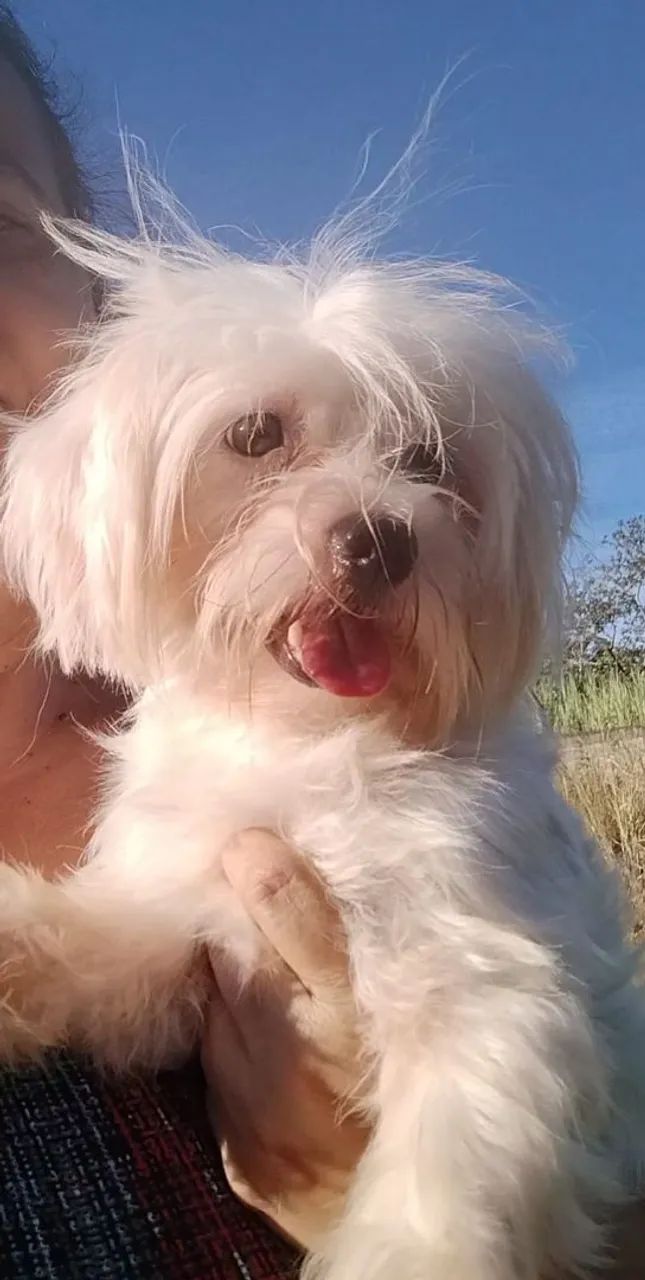 Maltês macho adulto 