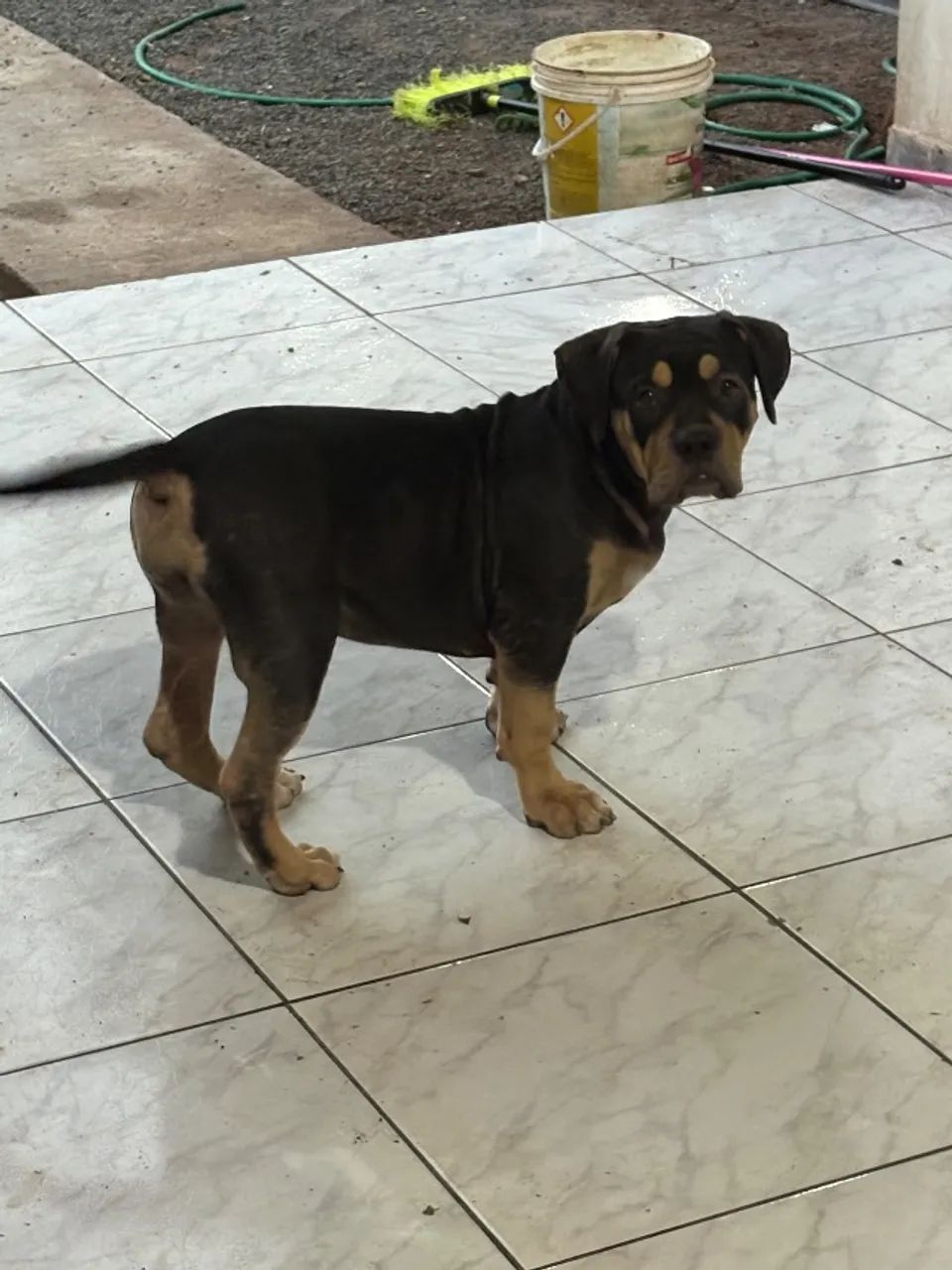 Vendo filhote  - Foto 4