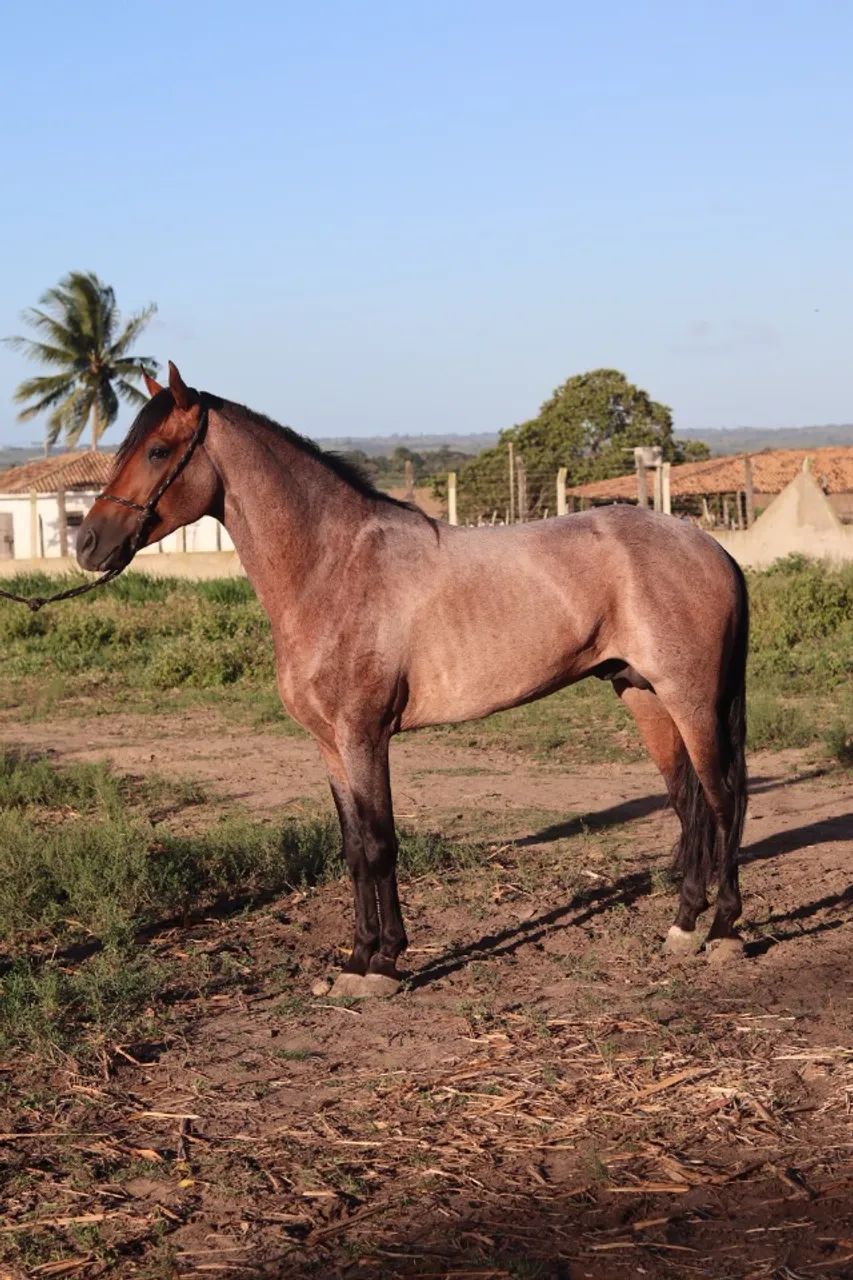 Cavalo Mangalargo Machador 