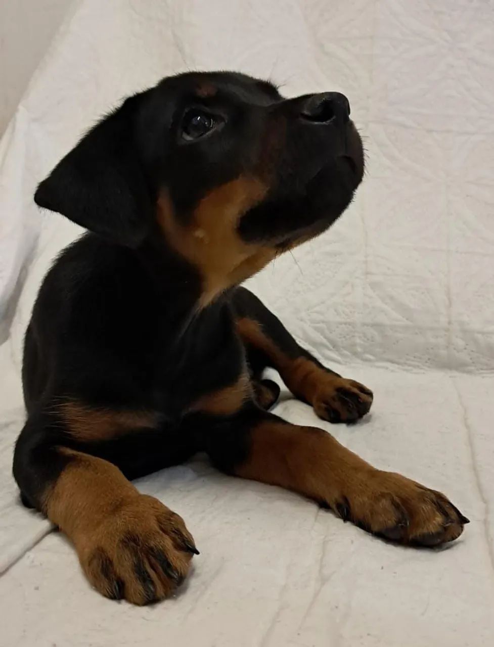 Rottweiler  - Foto 4