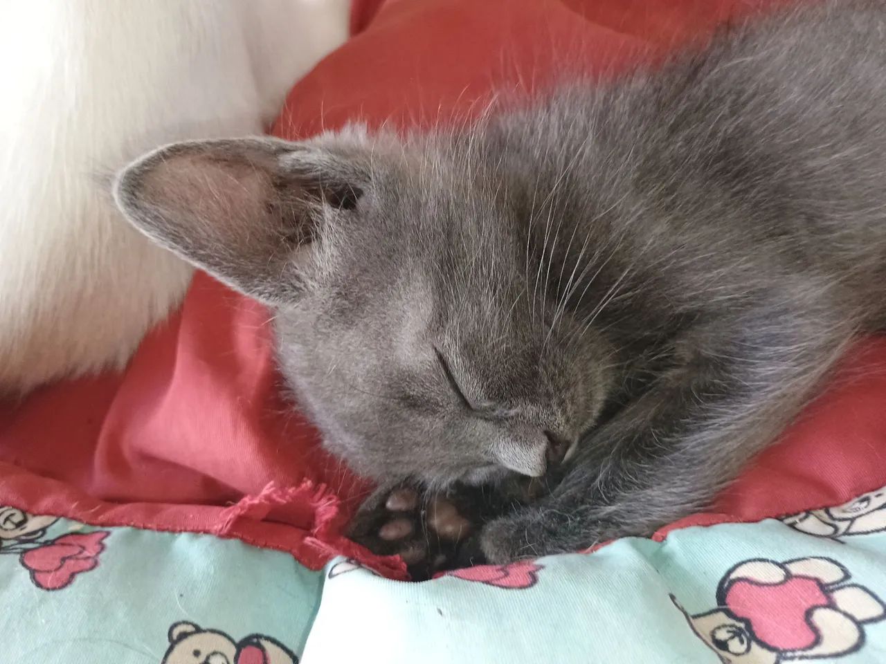 Gatinho cinza macho