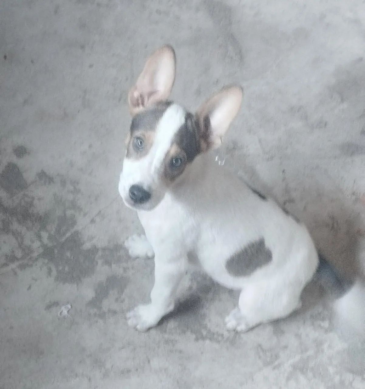 Cachorro para adoção  - Foto 3