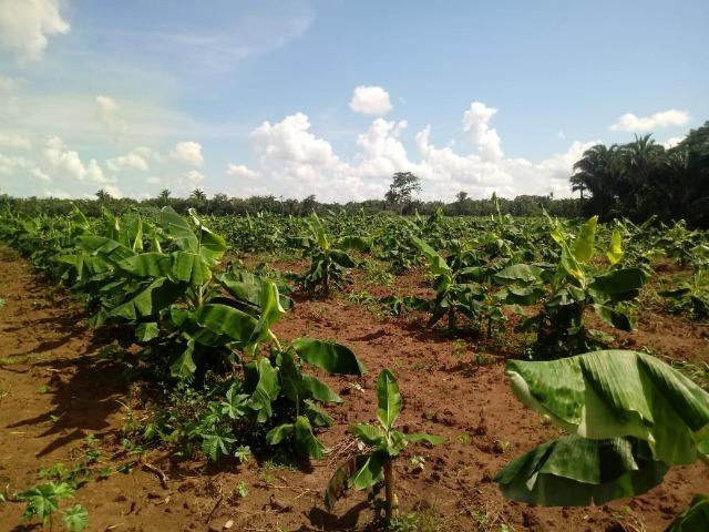 Fazenda Rosario Oeste 50 km fora asfalto 782 ha R$ 3 mi - Foto 4
