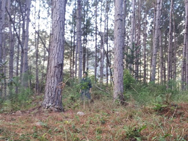 Floresta de Pinus Elliotti para Resina (arrendamento) ou venda das árvores