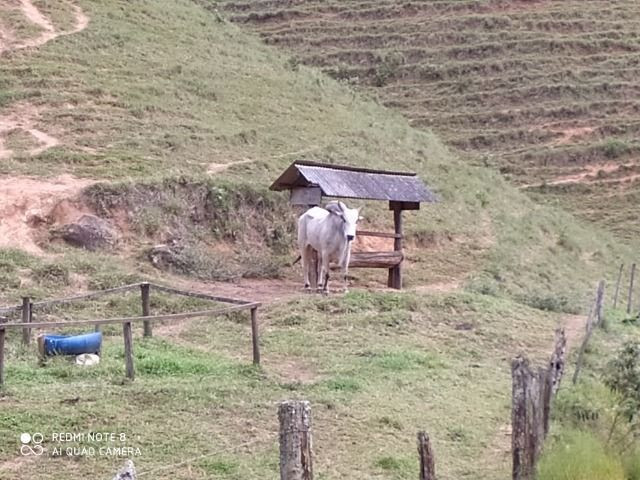 Vendo Fazenda com 27,5 Hectares em Rio Calçado - Guarapari - Foto 10
