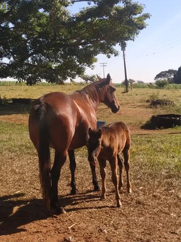 Vendo ou troco - Foto 3