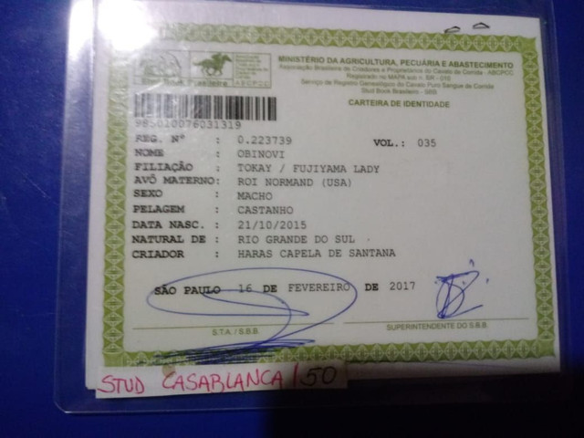 Puro sangue inglês PSI - Foto 6