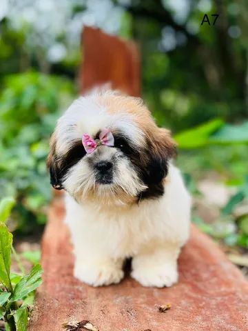 Shih Tzu micro o linhagem europeia - Foto 6