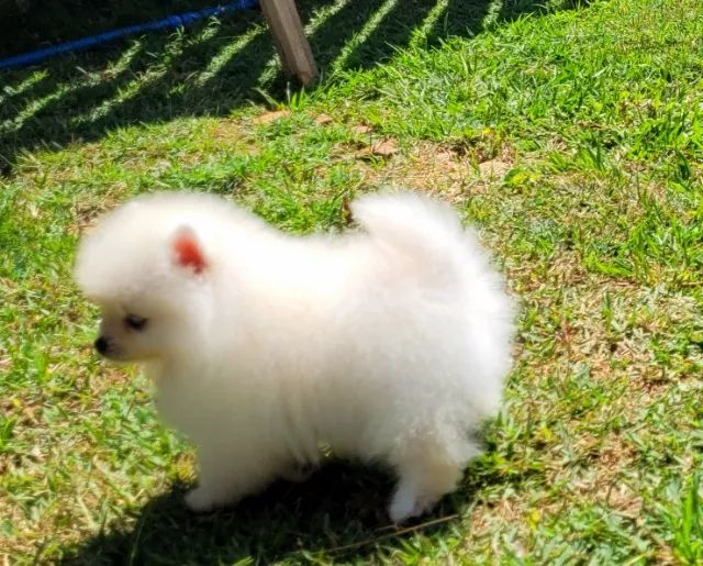Spitz Alemão anão fêmea - Lulu da Pomerânia - 12x sem juros - Foto 3