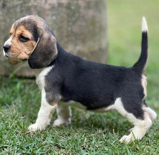 Origem dos beagles tricolores temos filhotes disponíveis  - Foto 4