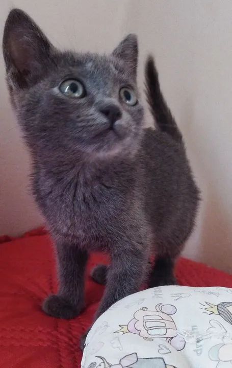 Azul Russo Hipoalergênico filhote  - Foto 2