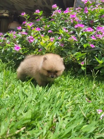 Spitz Alemão ( Pomerânia) Anão macho - Pedigree CBKC - 12x sem juros - envio incluso - Foto 4