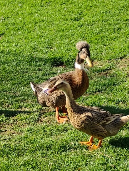 Casal de marrecos 200