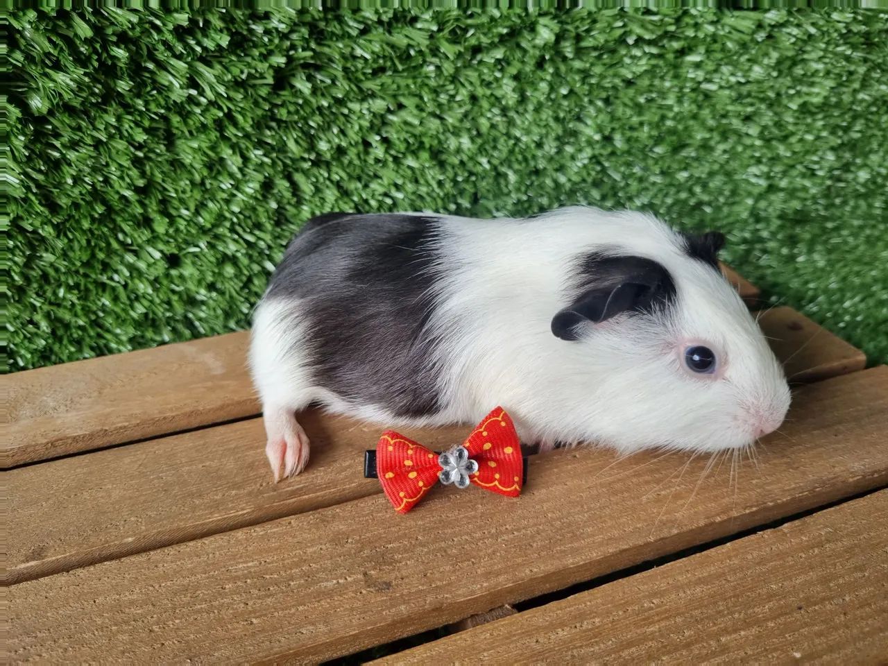 Porquinho da India - Foto 3