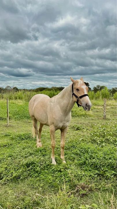 Cavalo macho PURO e REGISTRADO - Foto 6