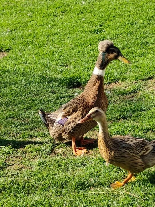 Casal de marrecos 200 - Foto 2
