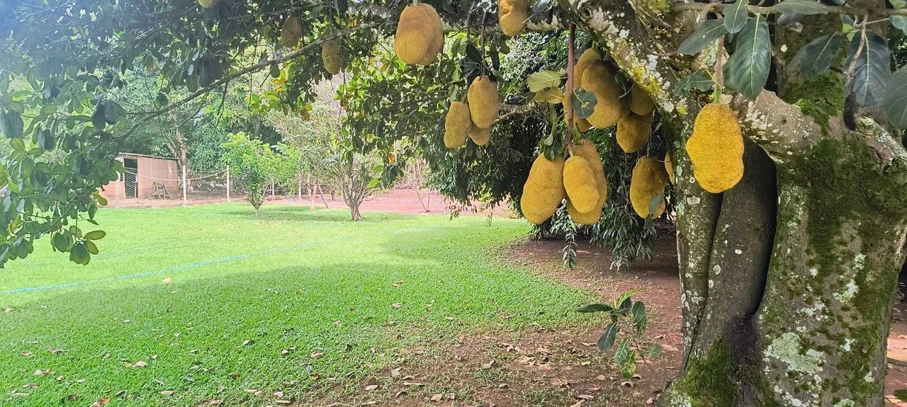Sítio na ponte alta Sul ao lado do clube caiçara. - Foto 12