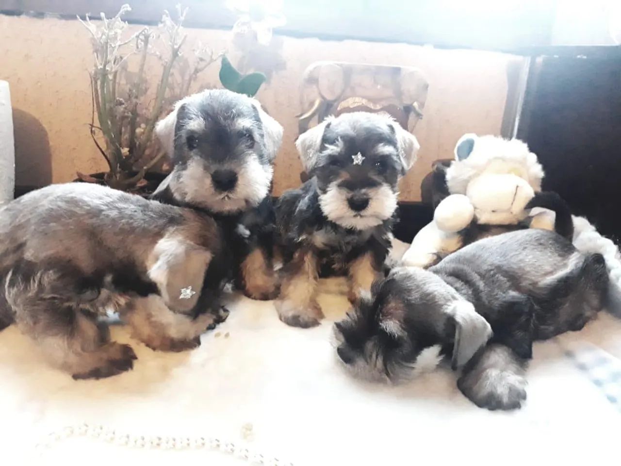  Schnauzer Miniatura