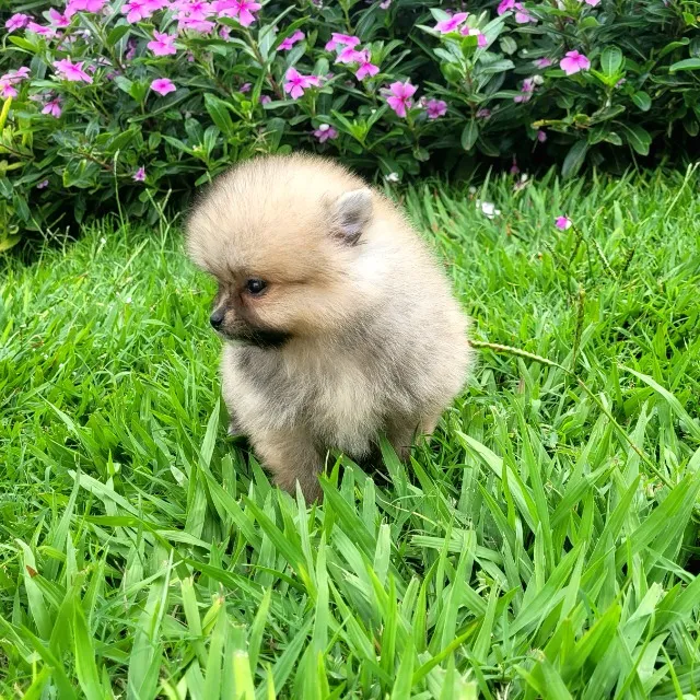Spitz Alemão ( Pomerânia) Anão macho - Pedigree CBKC - 12x sem juros - envio incluso