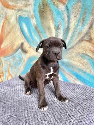 Staffordshire bull terrier store olx