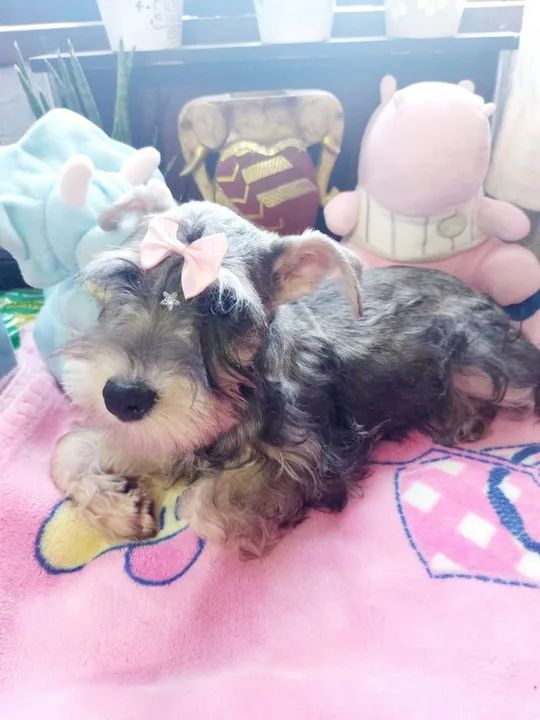  Schnauzer Miniatura - Foto 2