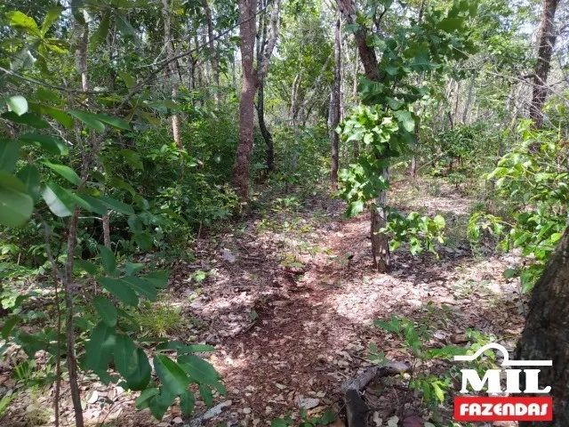 Fazenda p/ Soja em São Valério-TO. . 232 Alq. (1.122 Há) - Foto 5