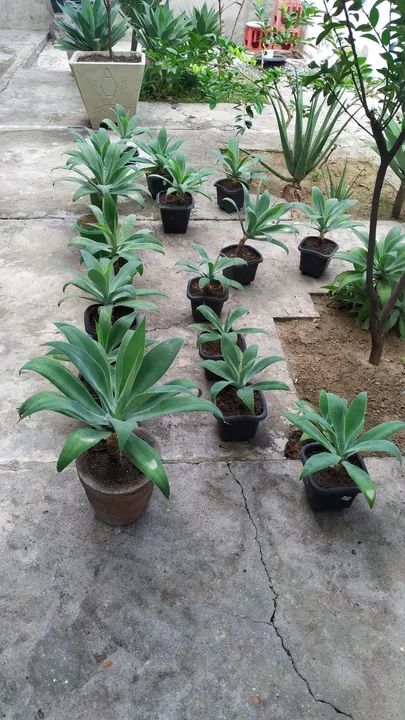 Agave do dragão  - Foto 3