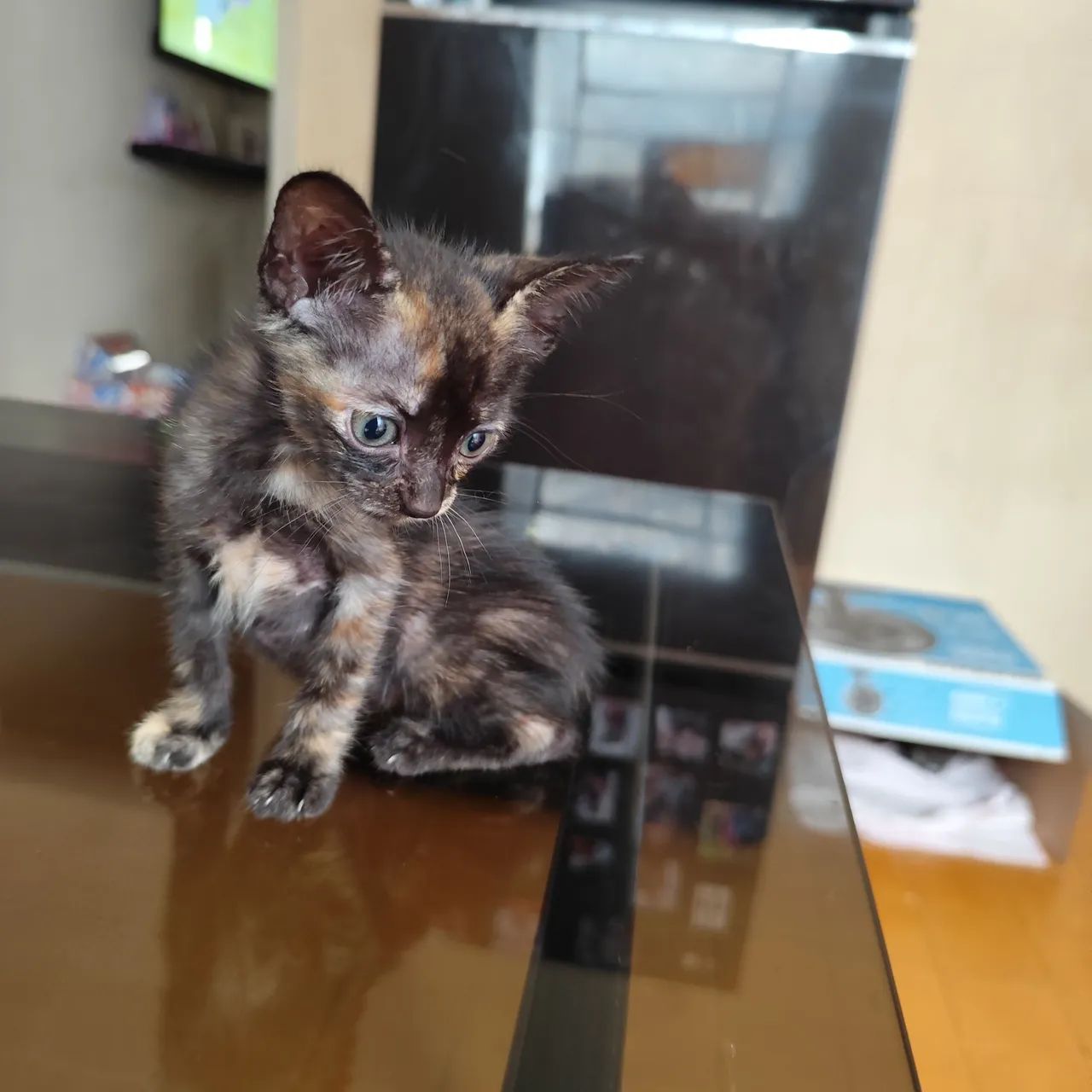 Adoção de gatinhos 