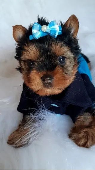 yorkshire filhotes a pronta entrega  - Foto 4