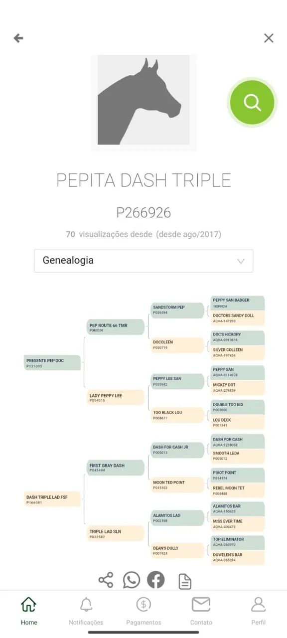 Égua Quarto de Milha PO Domada para Vaquejada - Foto 3